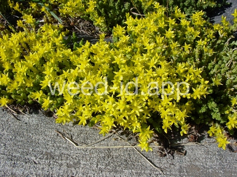 stonecrop, mossy